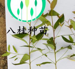良種桉樹